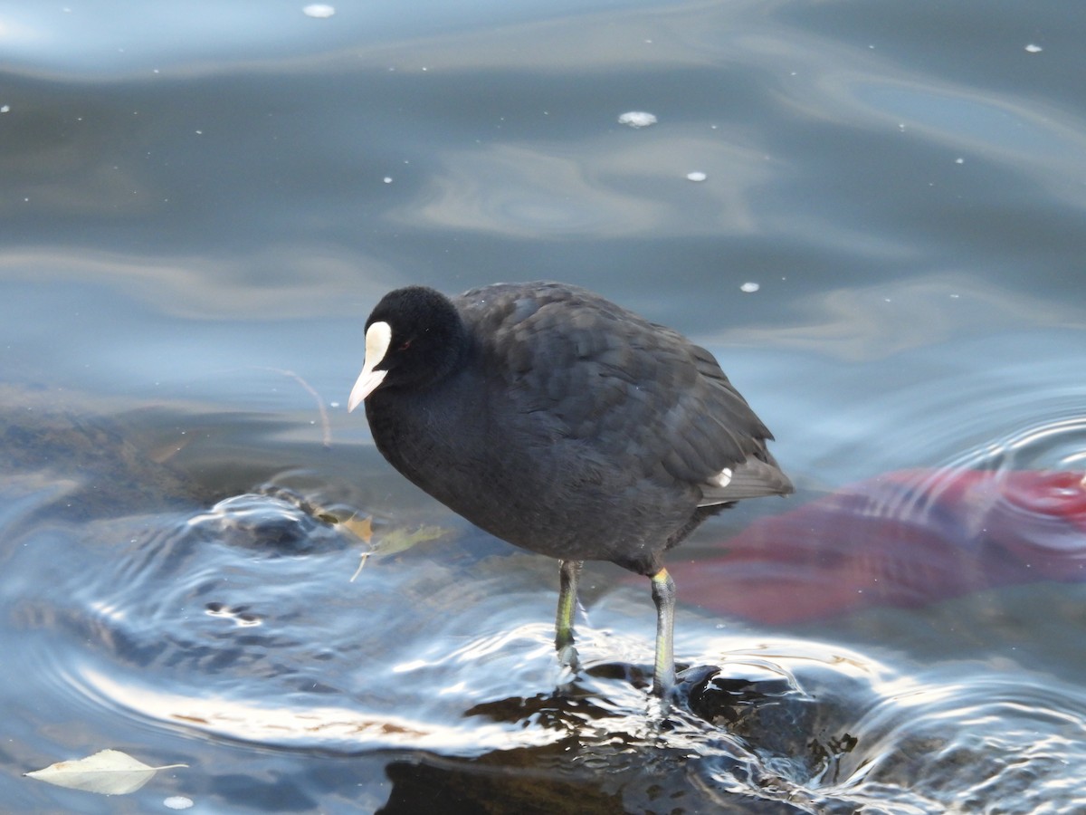 Focha Común - ML644651634