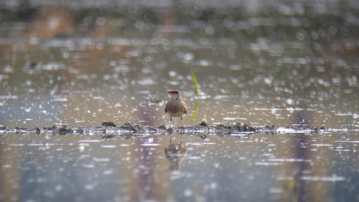 Collared Pratincole - ML644651635