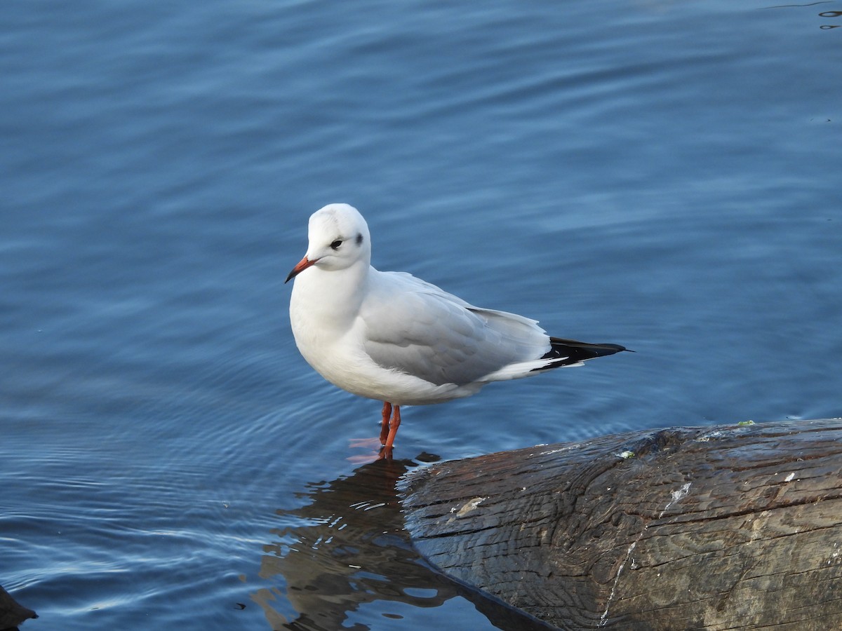 Gaviota Reidora - ML644651636