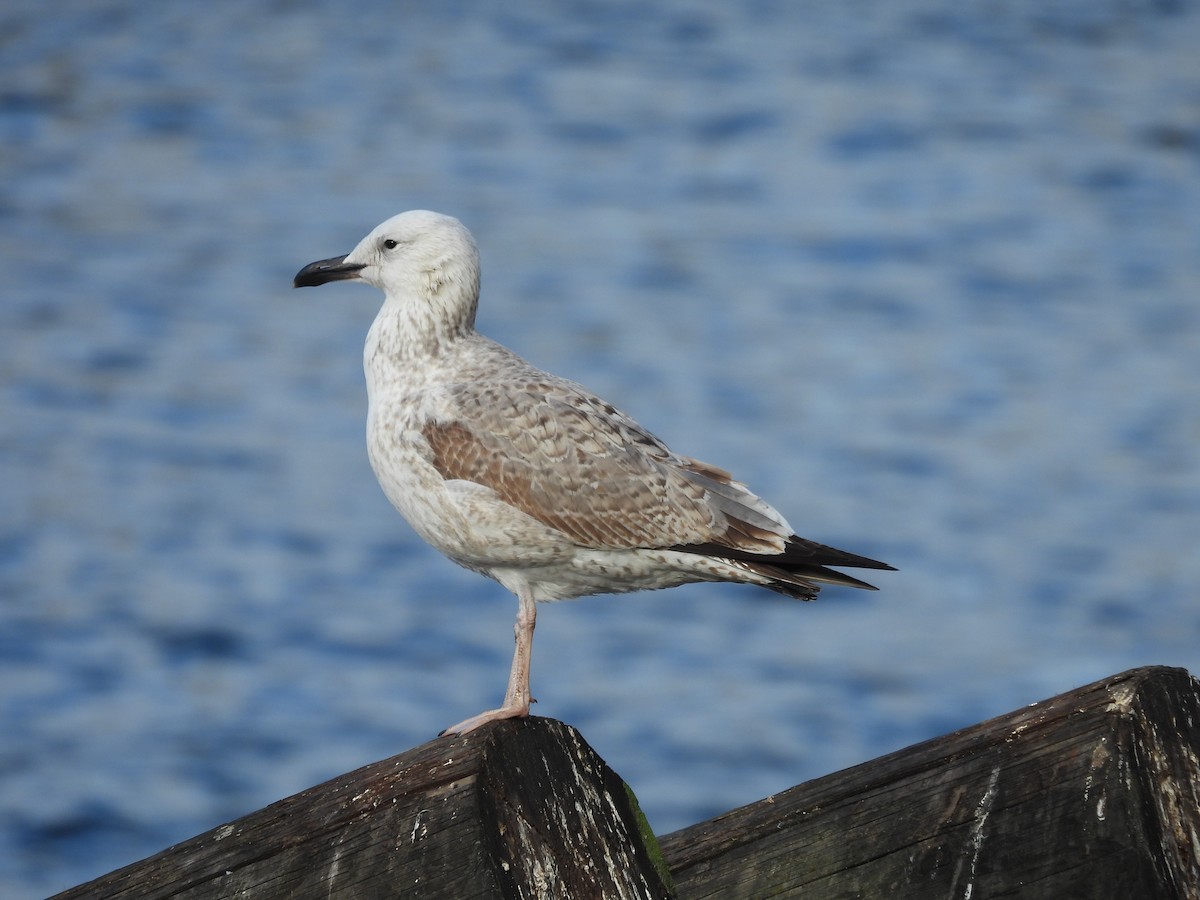 Gaviota del Caspio - ML644651638