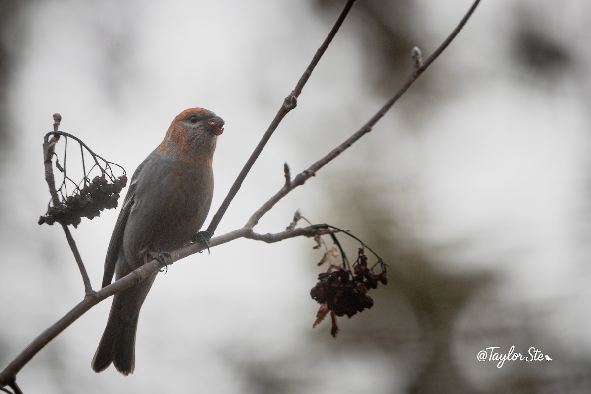 Pine Grosbeak - ML644651639