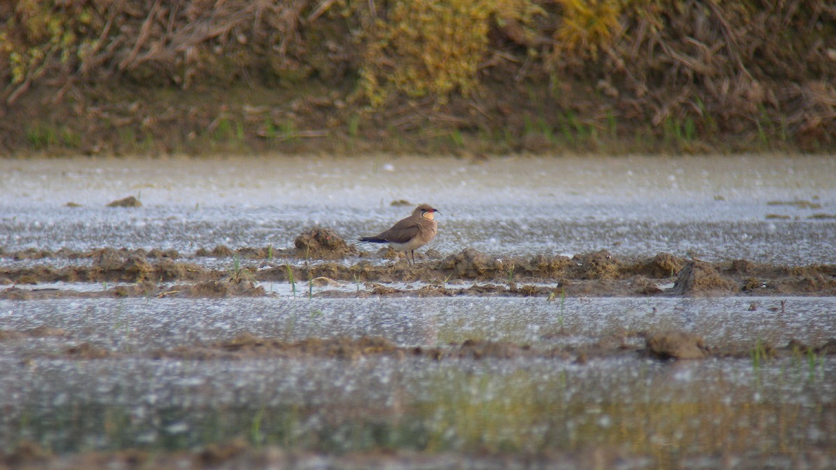 Collared Pratincole - ML644651645