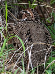 křepelka skalní - ML644651646