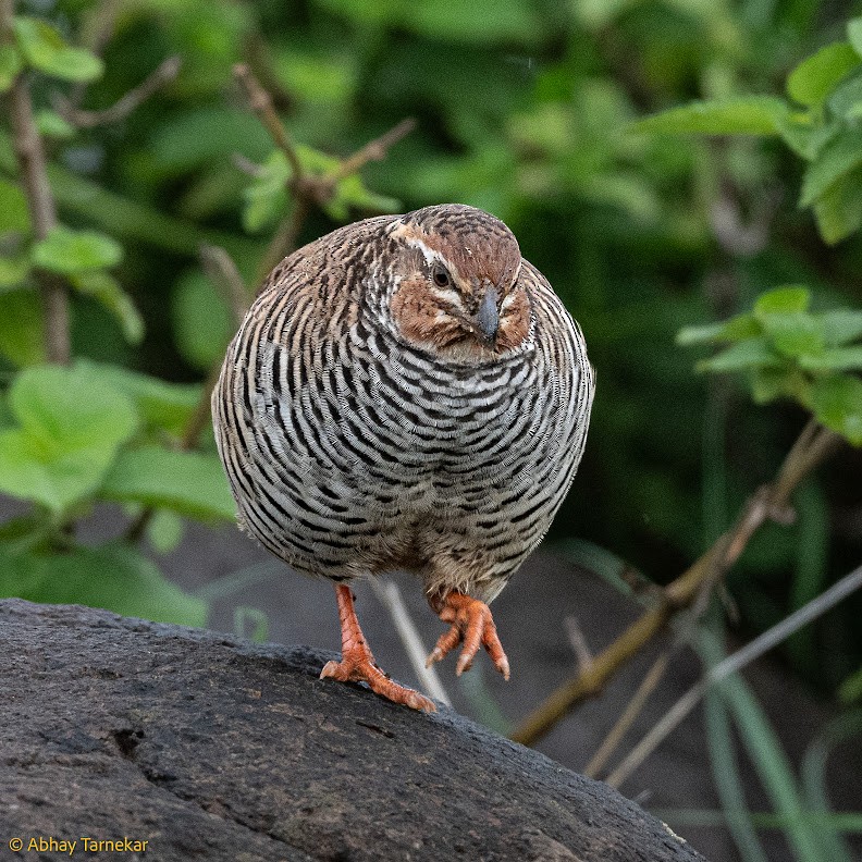 křepelka skalní - ML644651647