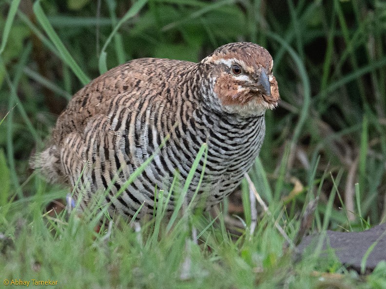 křepelka skalní - ML644651648