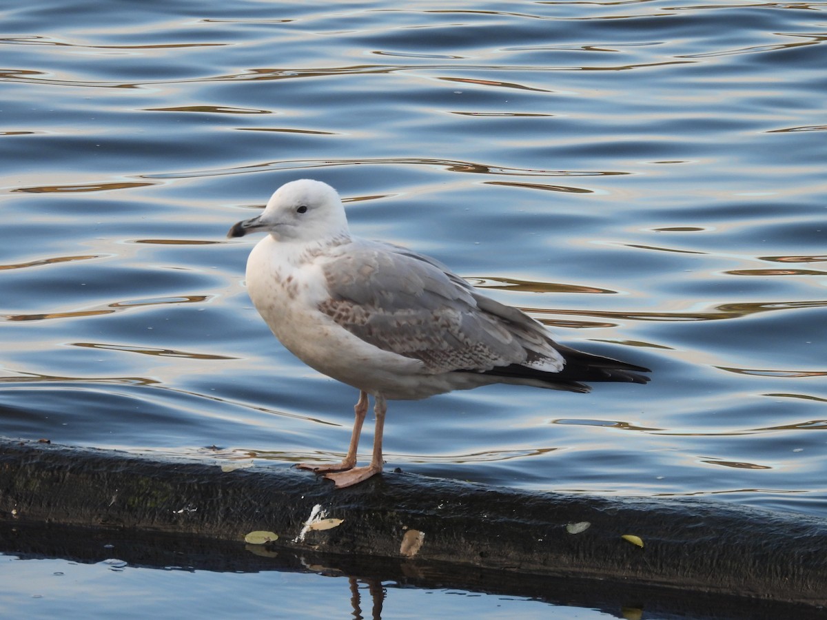Gaviota del Caspio - ML644651650