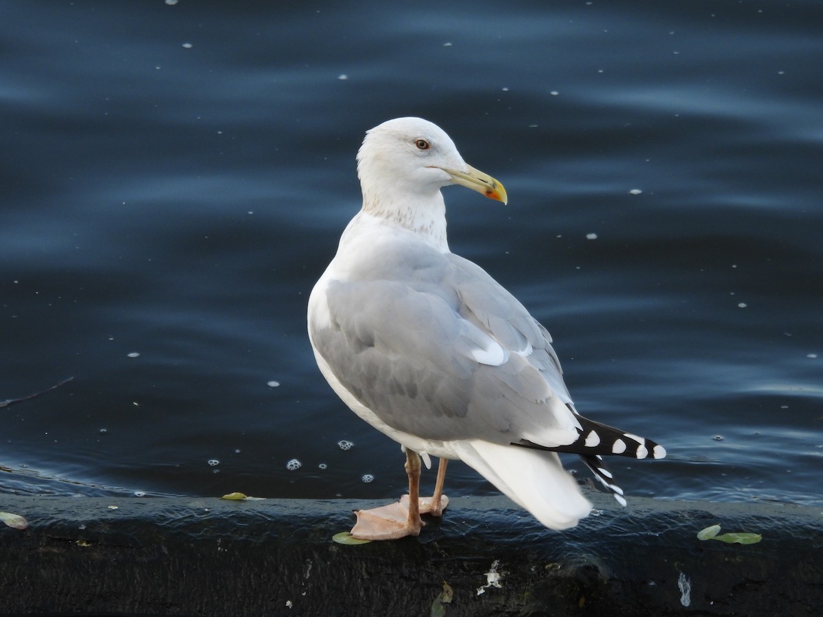 Gaviota del Caspio - ML644651663