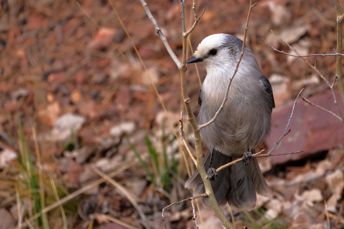 Canada Jay - ML644651664