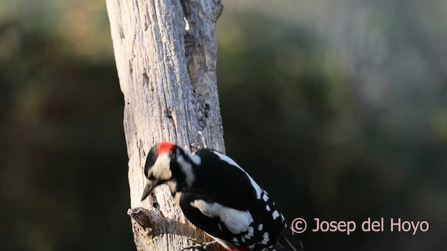 アカゲラ - ML644651680