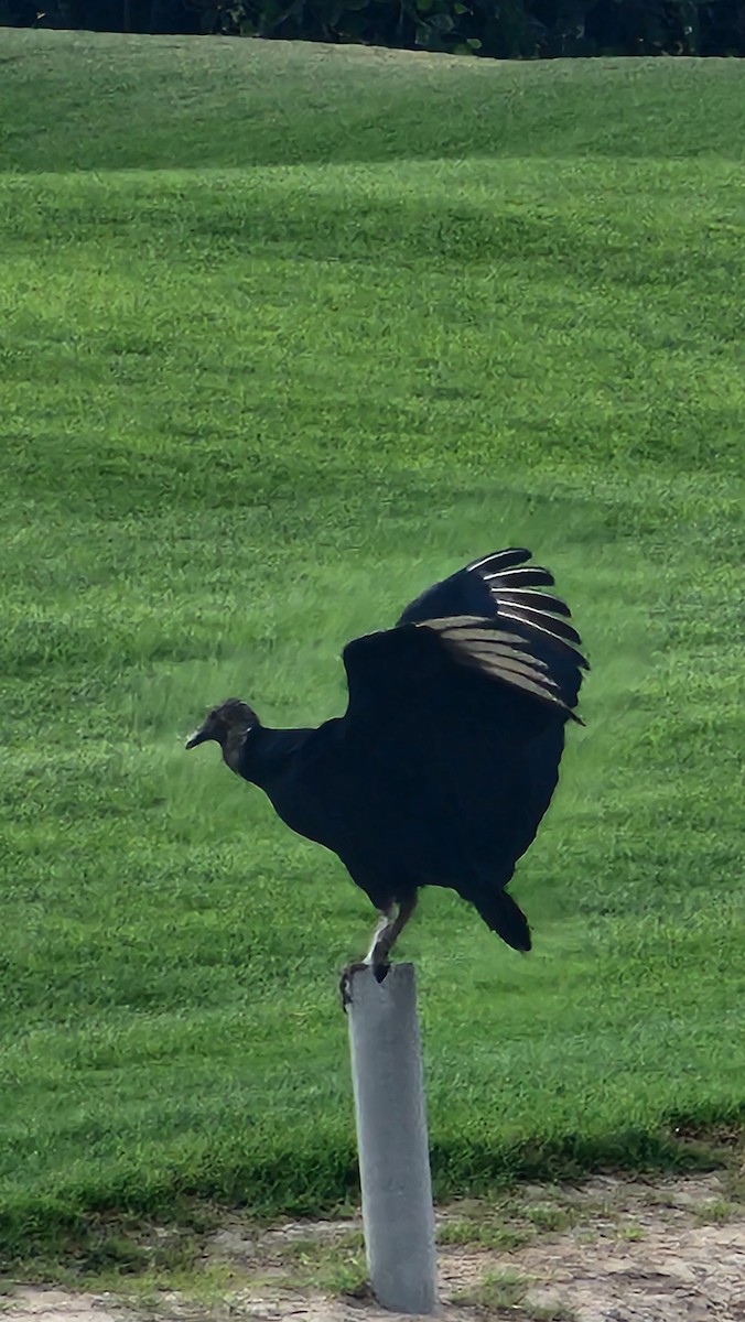 Black Vulture - ML644651687