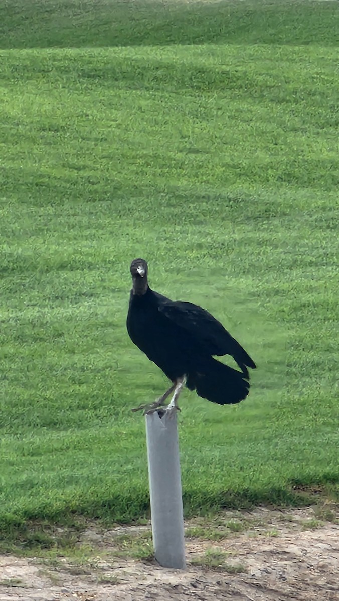 Black Vulture - ML644651688