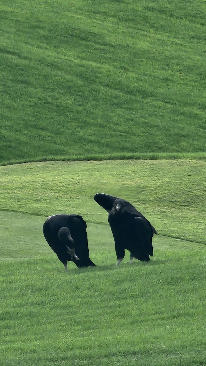 Black Vulture - ML644651689