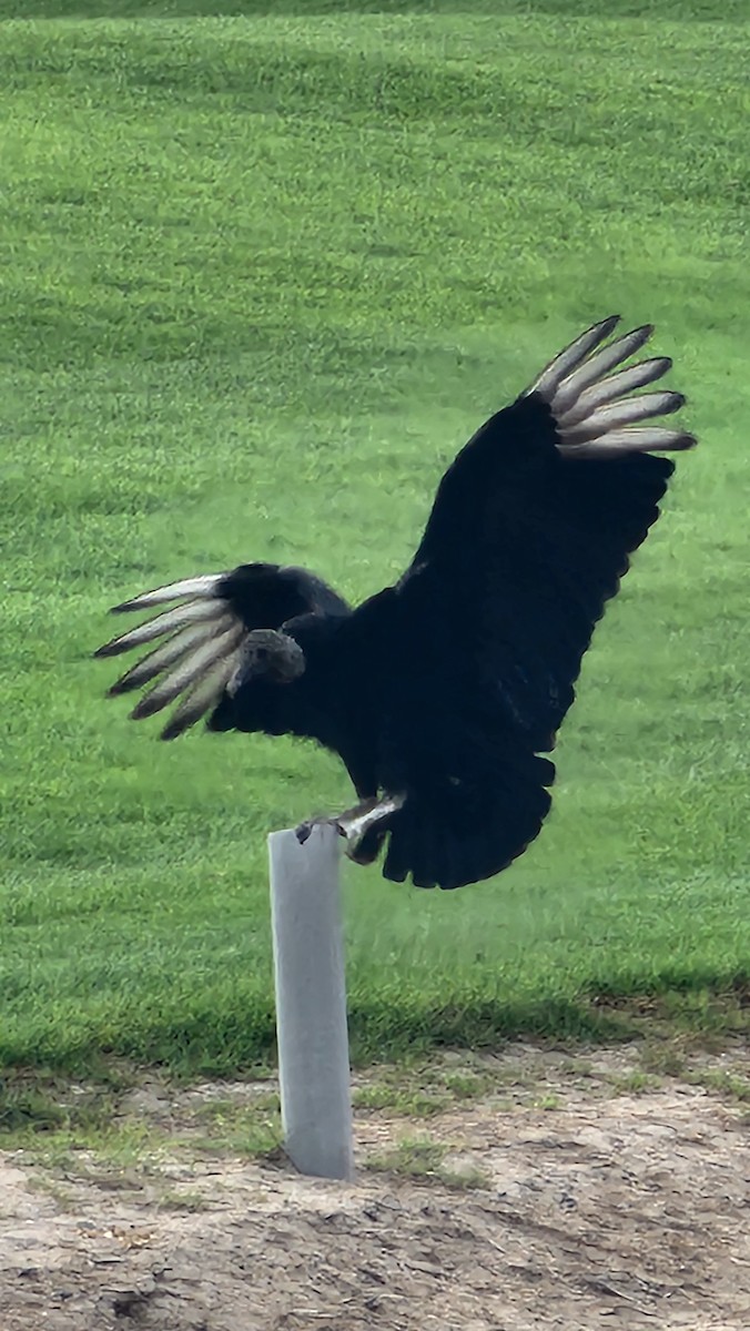 Black Vulture - ML644651690