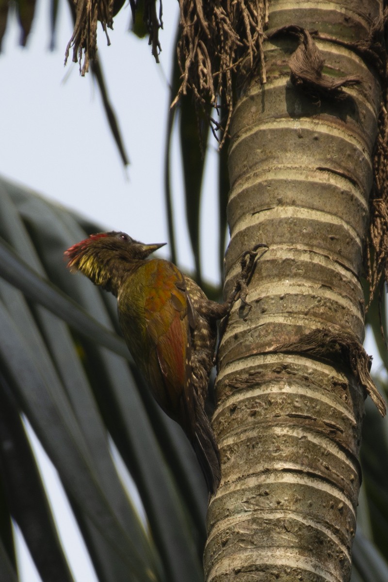 Küçük Sarıense - ML644651702