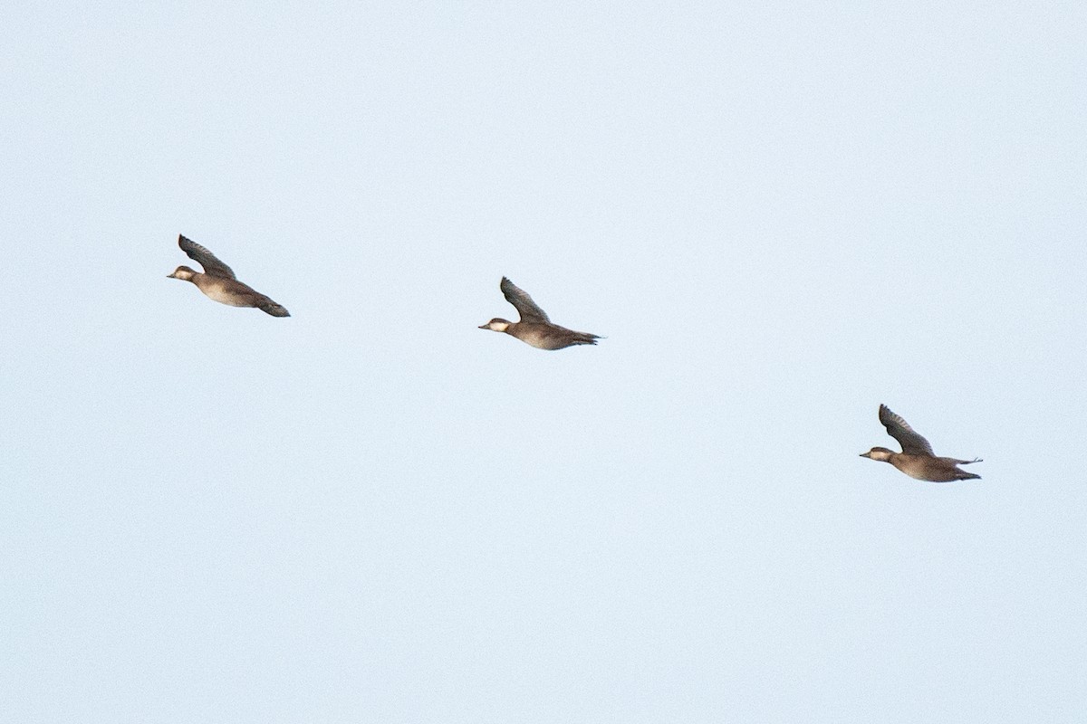 turpan žlutozobý - ML644651703