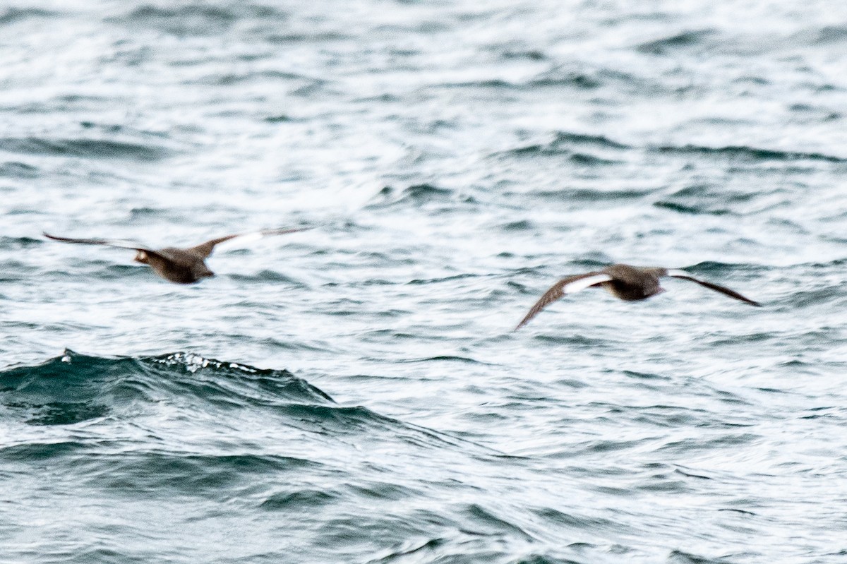 White-winged Scoter - ML644651709