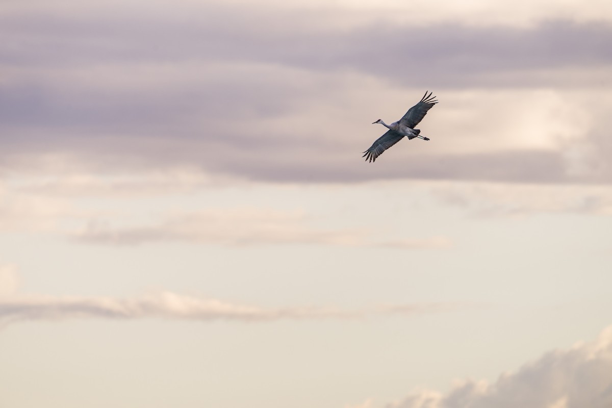 Kurrilo kanadarra - ML644651714