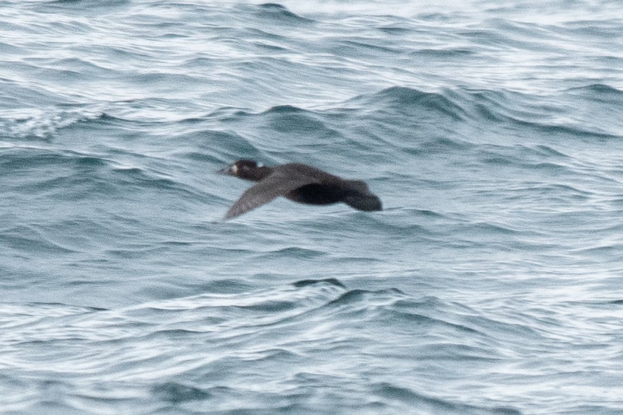 Surf Scoter - ML644651716