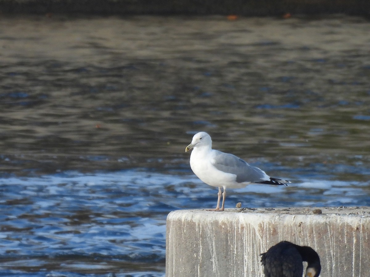 Gaviota Argéntea Europea - ML644651717