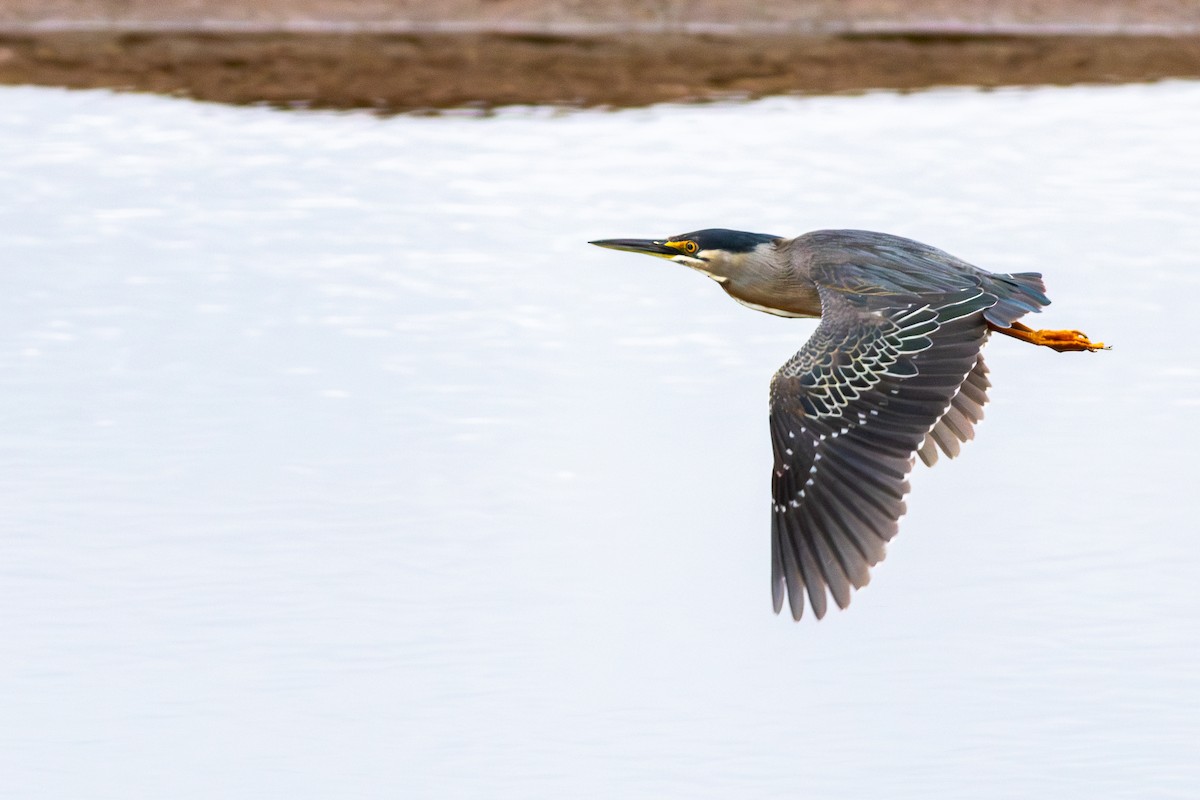 Striated Heron - ML644651727