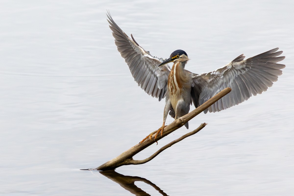 Striated Heron - ML644651728