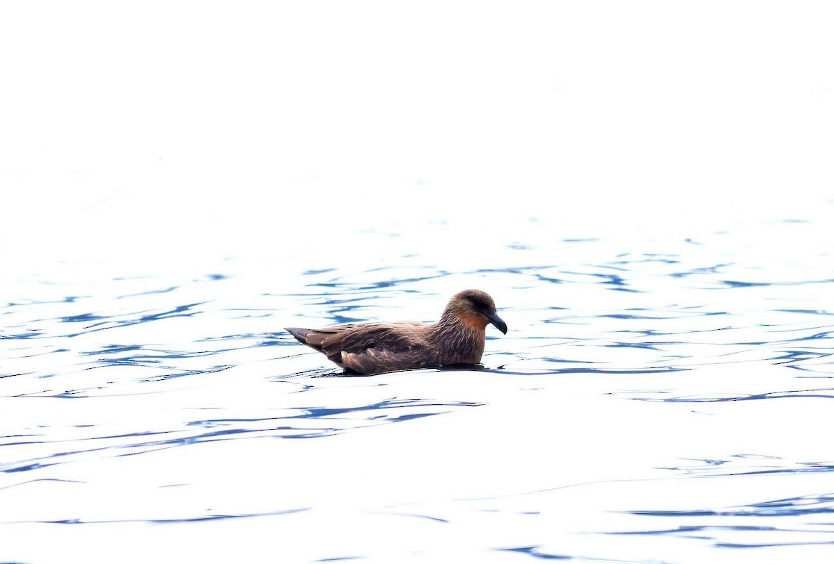Chilean Skua - ML644651730