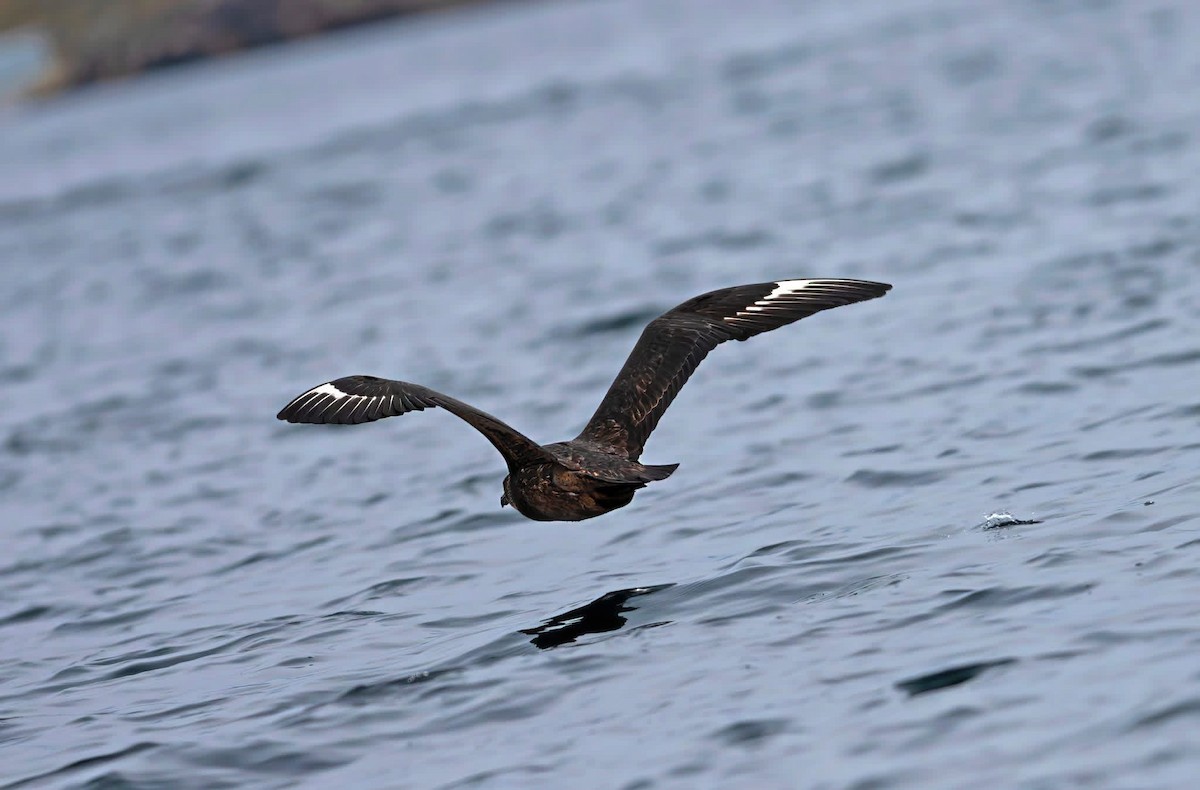 Chilean Skua - ML644651731