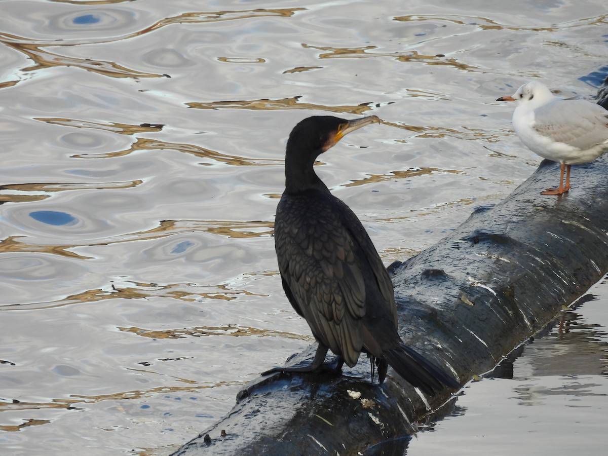 Cormorán Grande - ML644651737