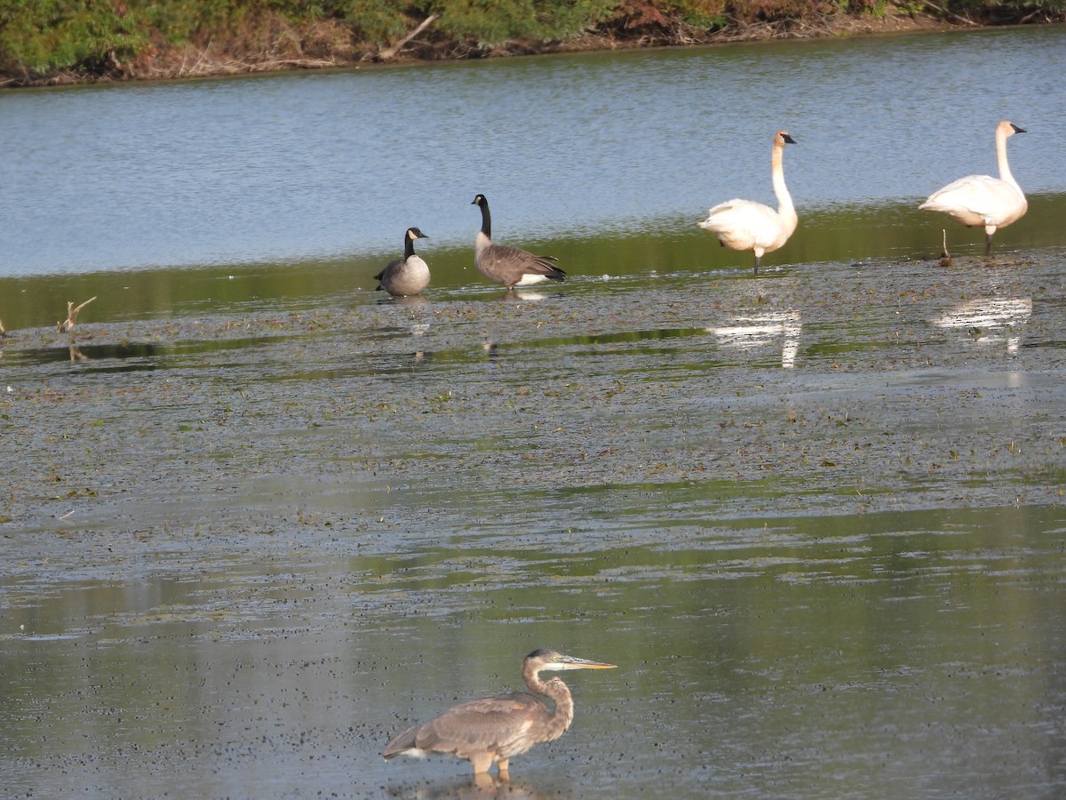 Trumpeter Swan - ML644651738