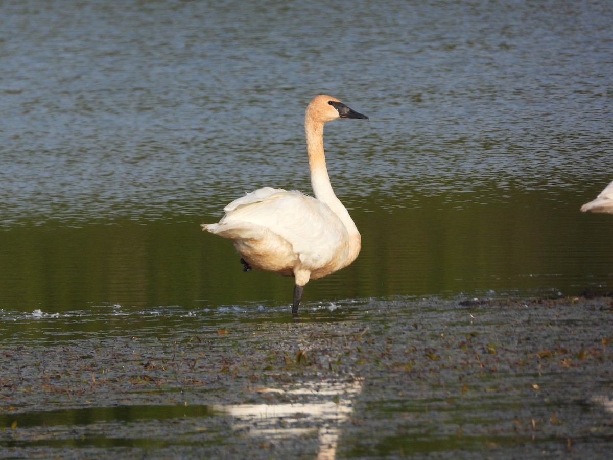 Trumpeter Swan - ML644651739