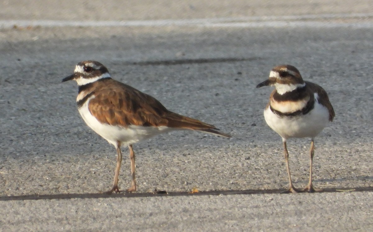 Killdeer - ML644651746