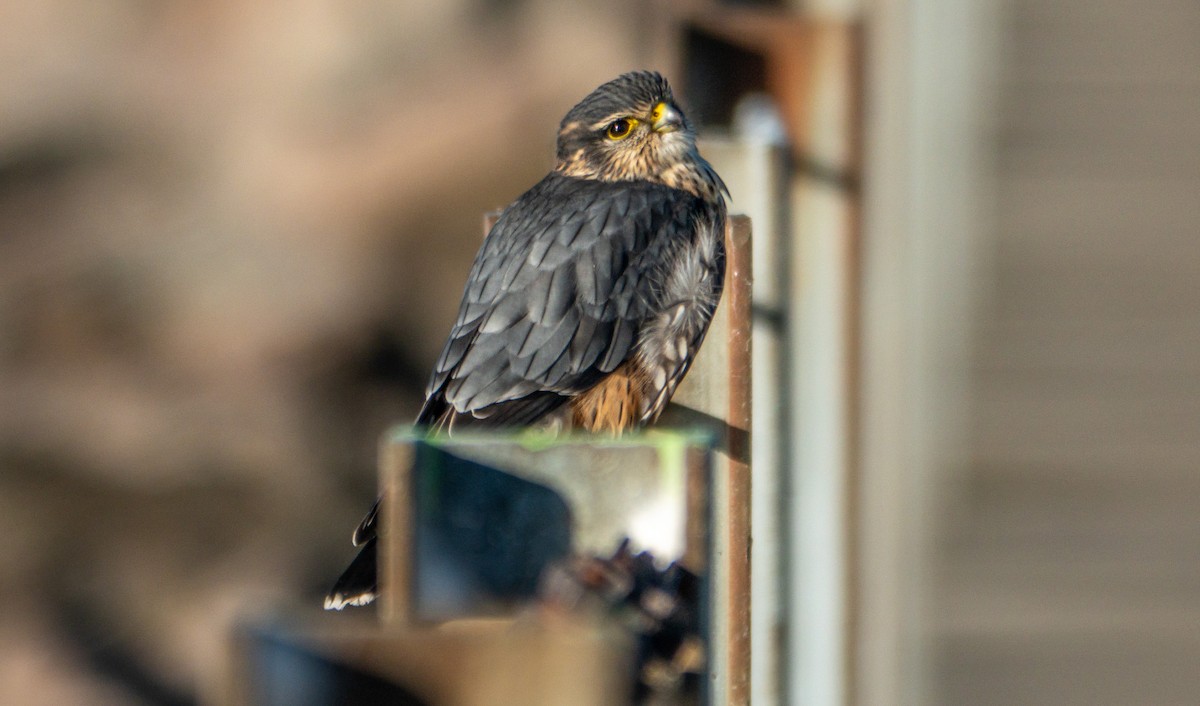 Merlin (Taiga) - ML644651748