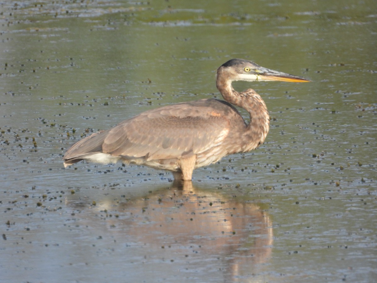 Great Blue Heron - ML644651749