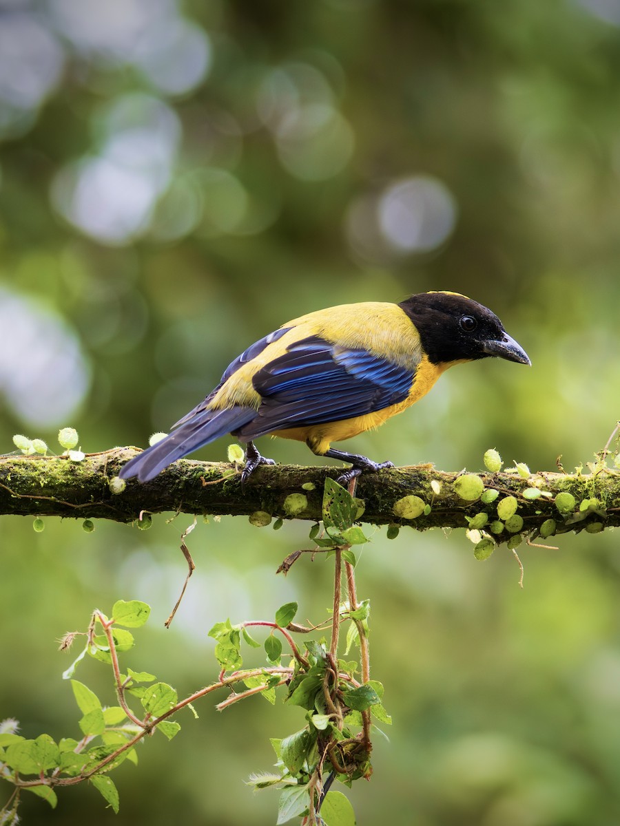 Black-chinned Mountain Tanager - ML644651750