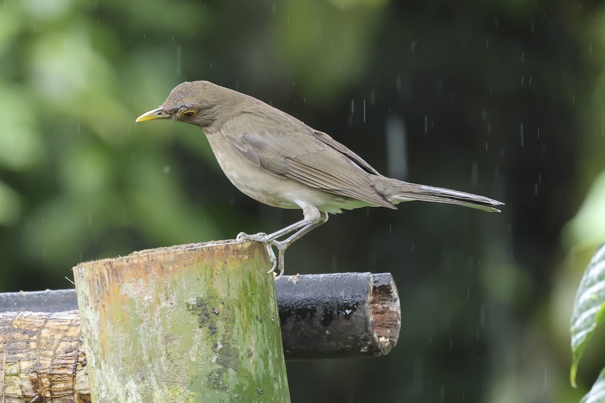 Ecuadorian Thrush - ML644651759
