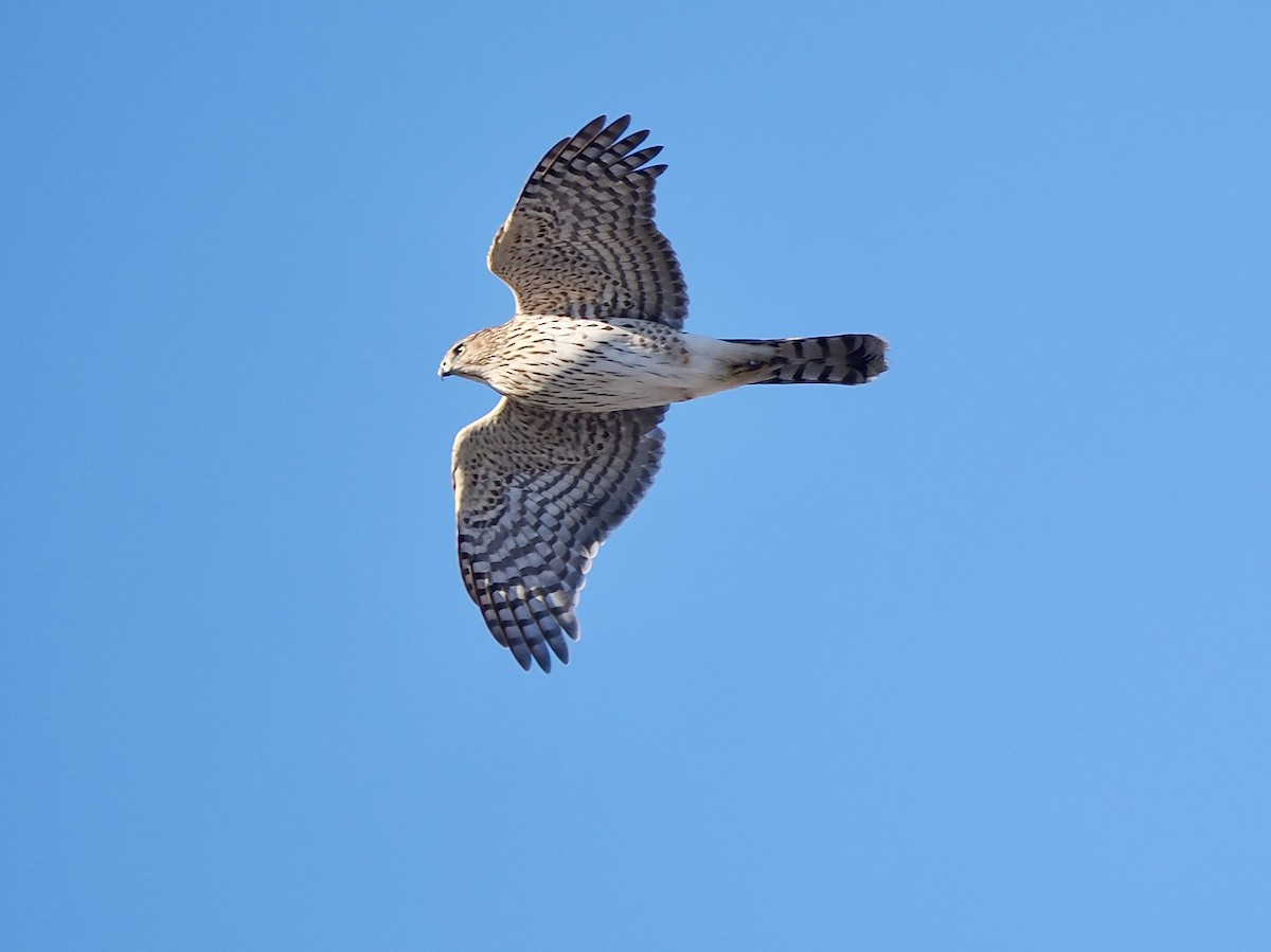 trostehauk - ML644651760