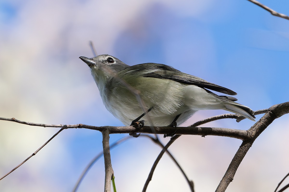 Plumbeous Vireo - ML644651764