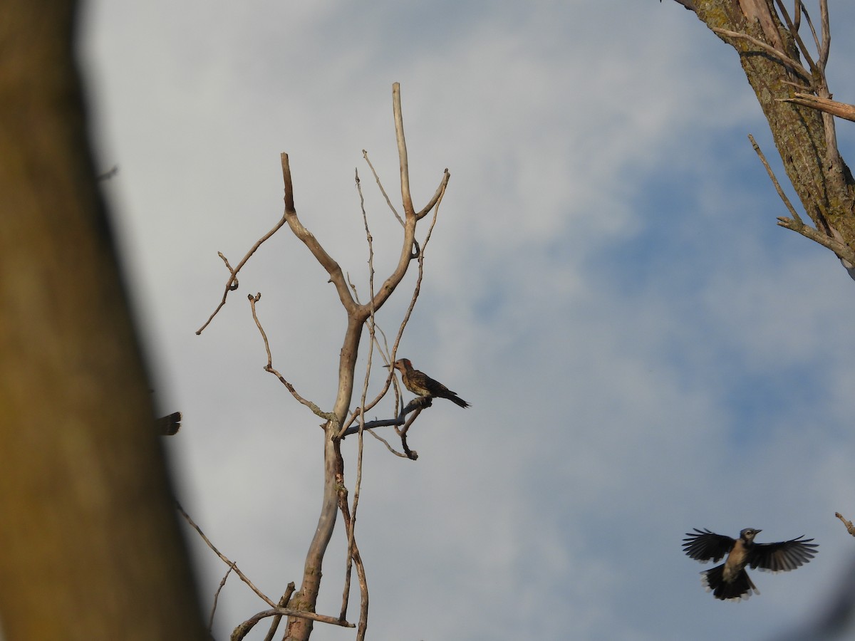 Northern Flicker - ML644651766
