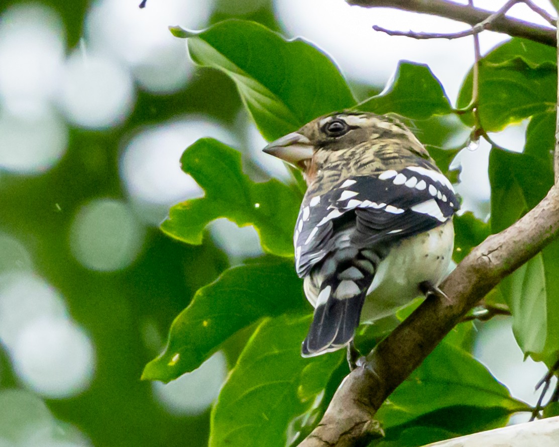 Rose-breasted Grosbeak - ML644651769