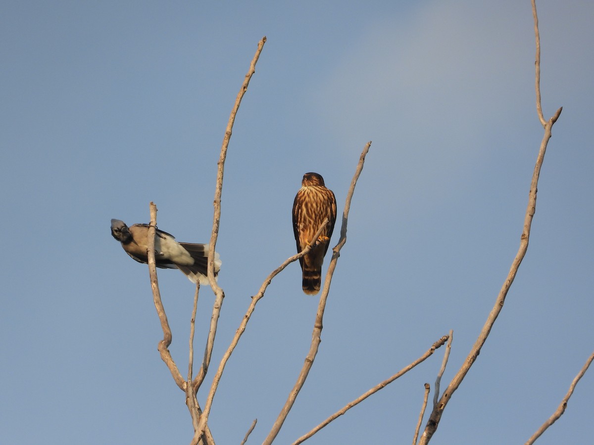 Merlin - ML644651770