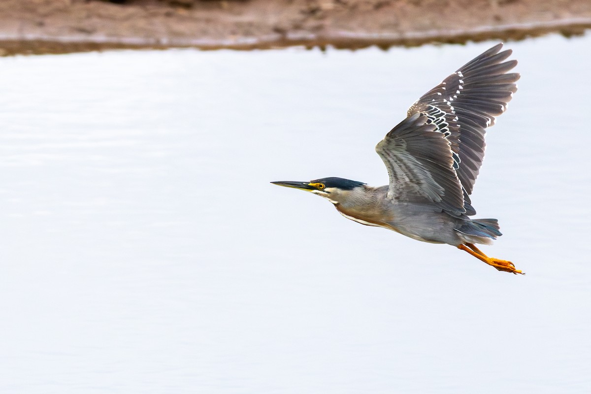Striated Heron - ML644651772