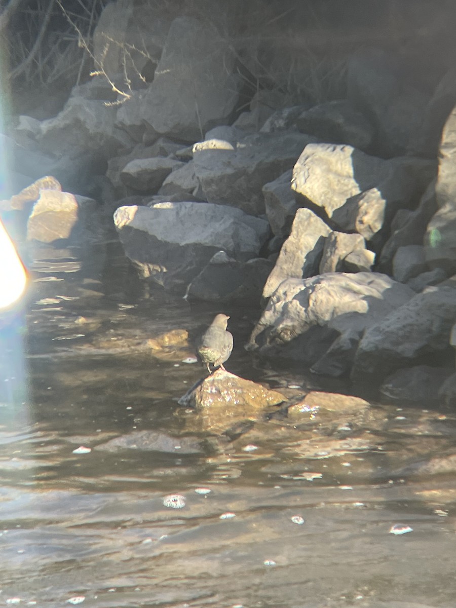 Mirlo Acuático Norteamericano - ML644651773