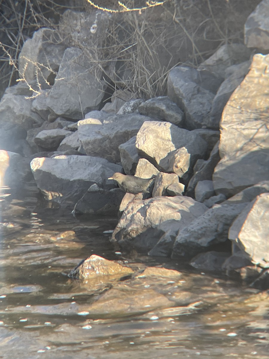 Mirlo Acuático Norteamericano - ML644651774