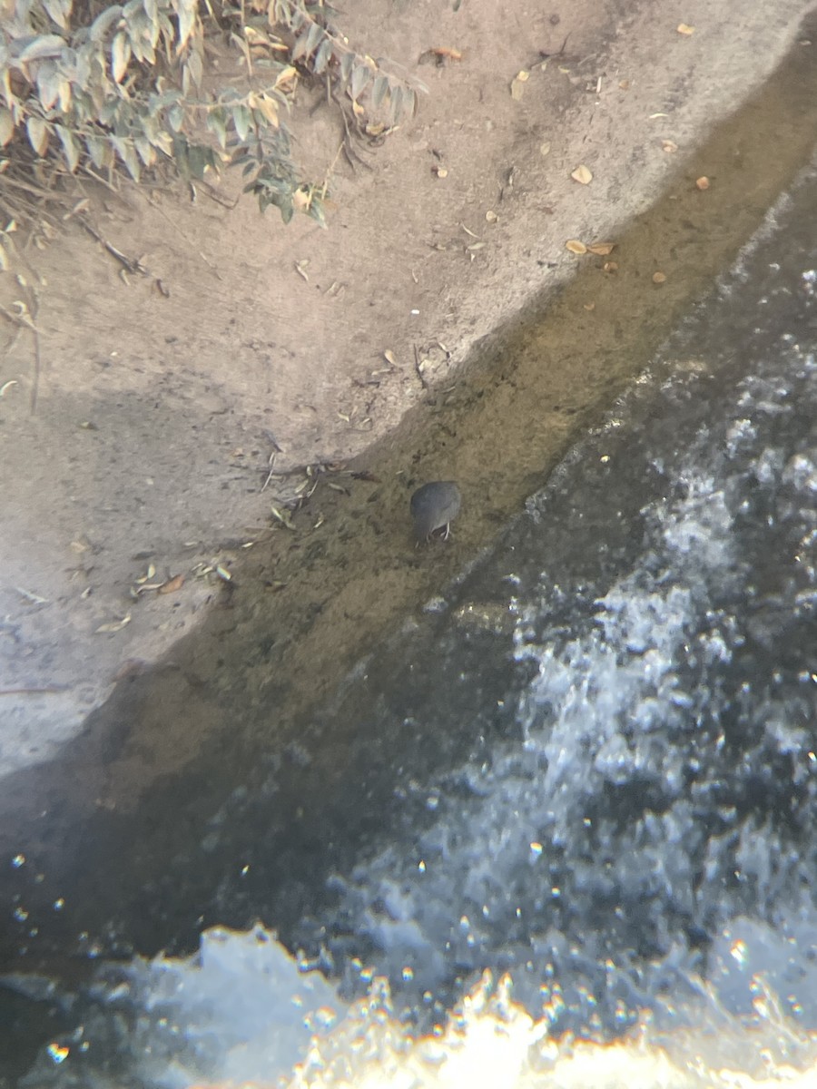 Mirlo Acuático Norteamericano - ML644651775