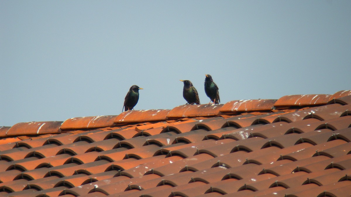 European Starling - ML644651776