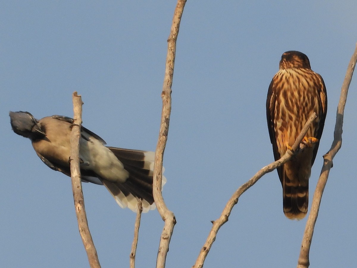 Blue Jay - ML644651792