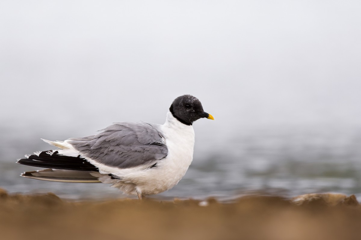 Sabine's Gull - ML644651798