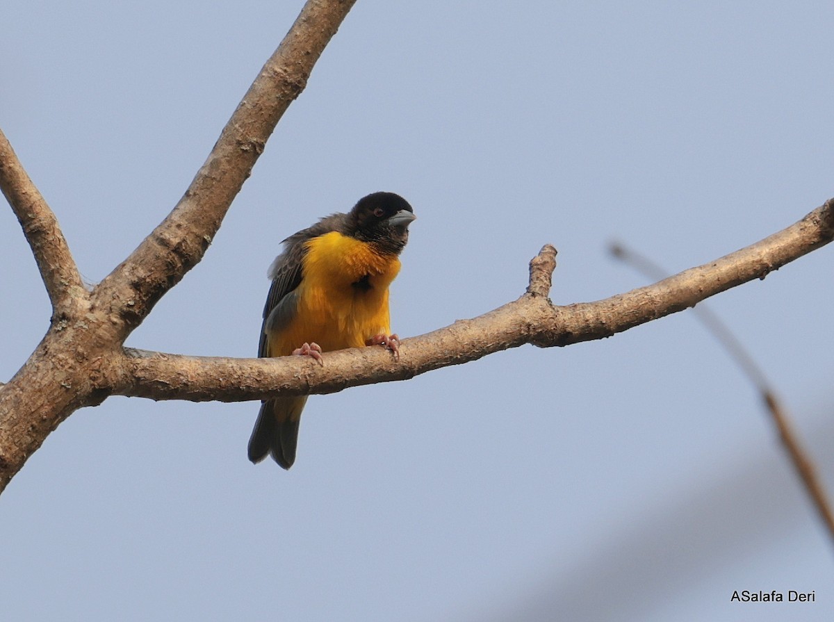 Dark-backed Weaver - ML644651799