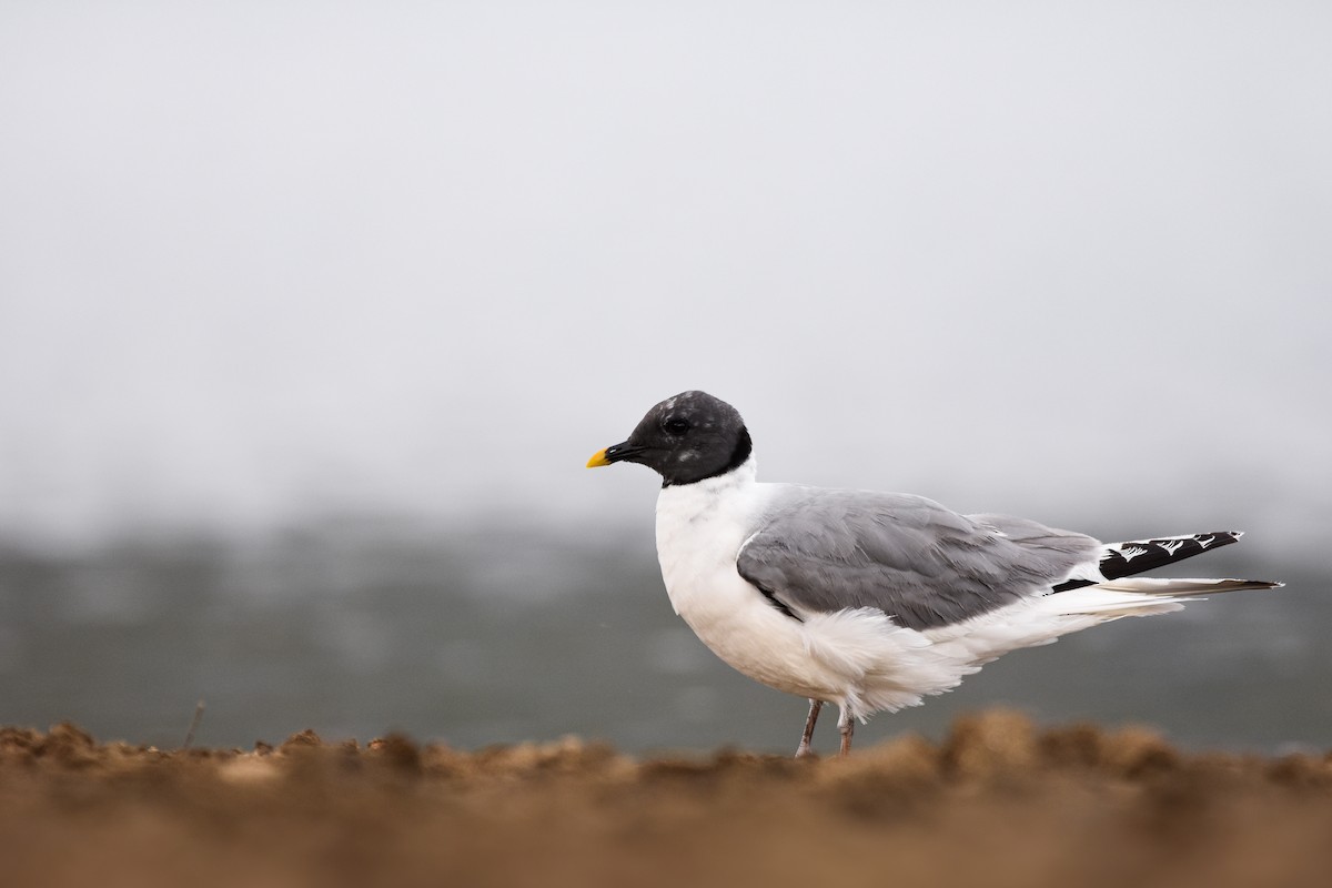 Sabine's Gull - ML644651801