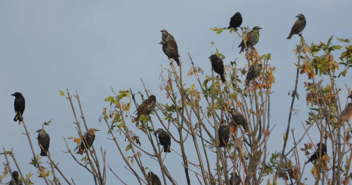 European Starling - ML644651802